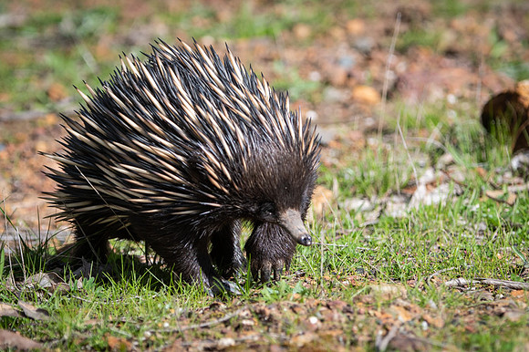 echidna  9-09-2019