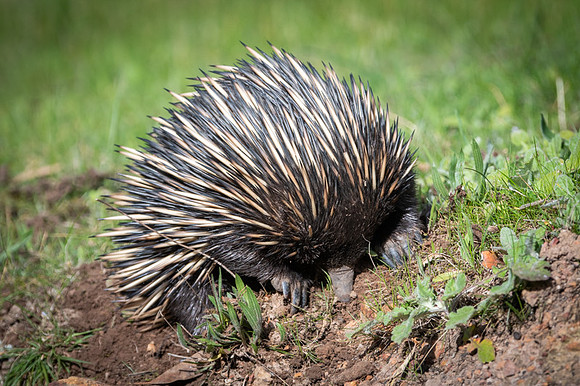 echidna  9-09-2019