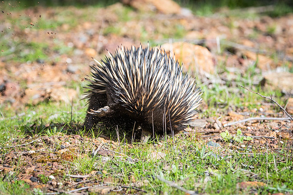 echidna  9-09-2019