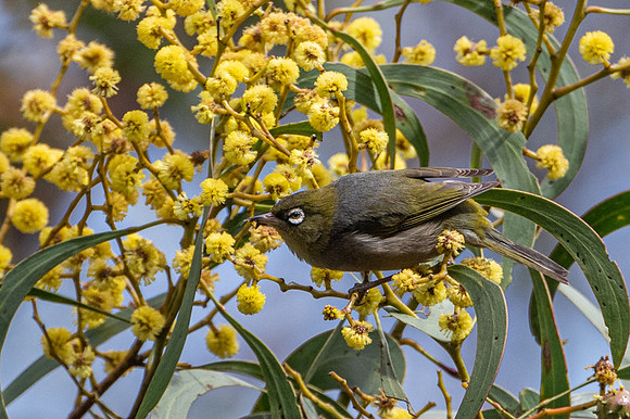 silvereye  9-09-2019