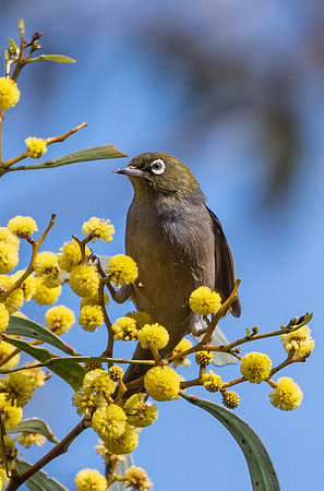 silvereye  9-09-2019