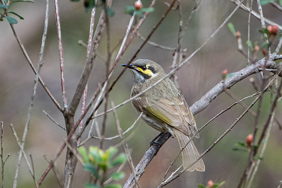 yellow-faced honeyeater  9-09-2019