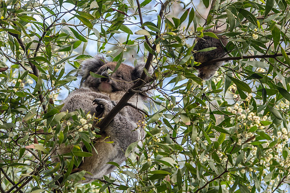 koala and joey  9-09-2019