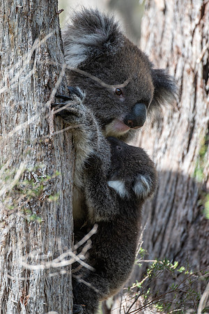 koala and joey  10-09-2019