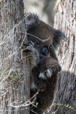 koala and joey  10-09-2019