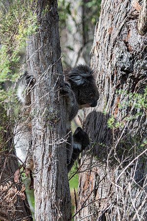 koala and joey  10-09-2019