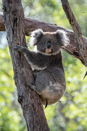 koala and joey  10-09-2019