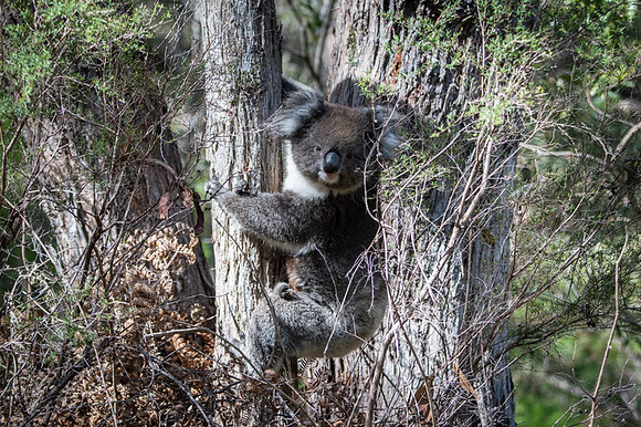 koala and joey  10-09-2019