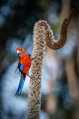 Adelaide Rosella  3-10-2019