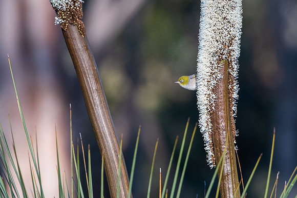 silvereye  3-10-2019