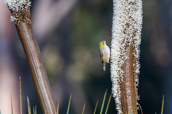 silvereye  3-10-2019