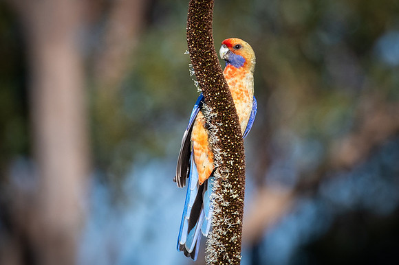 Adelaide Rosella  3-10-2019