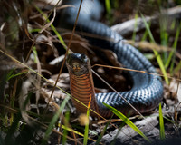 Red-bellied Black Snake