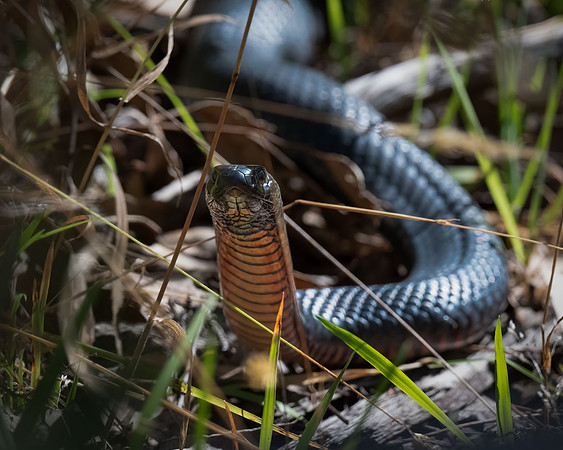 Red-bellied Black Snake