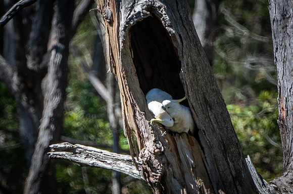sulphur-crested cockatoo  13-10-2019