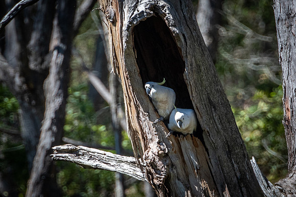 sulphur-crested cockatoo  13-10-2019