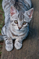 tabby kitten