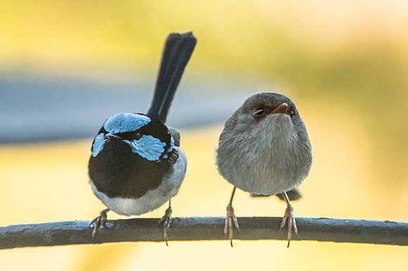 Superb Fairy-wrens  10-11-2019