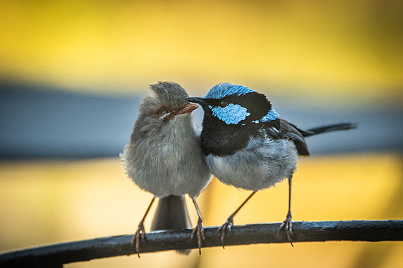 Superb Fairy-wrens  10-11-2019