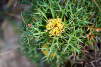 Cone bush
