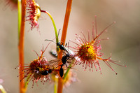 drosera auriculata  15-08-21
