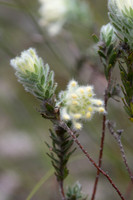 Woolly Riceflower  (pimelea octophylla)  9-11-17