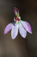 Pink Fingers (orchid)  15-10-2019
