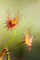 Flora
