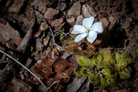 drosera whittakeri  15-08-21