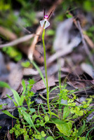 Rabbit Orchid  21-09-19
