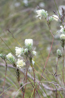 Woolly Riceflower  9-11-17