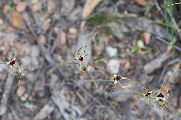 King spider orchid  21-10-17