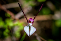 Rabbit Orchid  22-09-2019