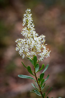 Christmas Bush (bursaria spinosa) 06-01-21