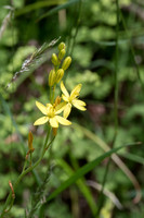 Bulbine Lilly    9-11-17