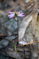 Pink Fingers (orchid)  15-10-2019
