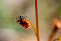 drosera auriculata  15-08-21
