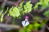 Rabbit Orchid  21-09-19