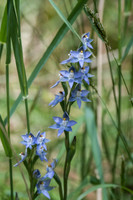 ?? sun orchid ?  9-11-17
