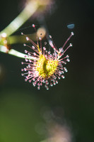 Tall sundew  3-10-17