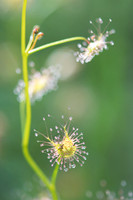 Tall sundew  3-10-17