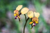 Wallflower donkey orchid  3-10-17