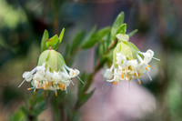 Common Riceflower (pimelea humilis)  3-10-17