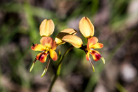 Wallflower donkey orchid  3-10-17