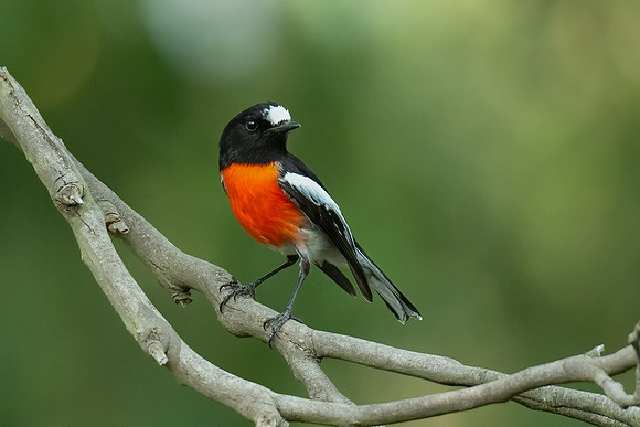 Scarlet Robin  09-03-2024