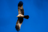 Whistling Kite