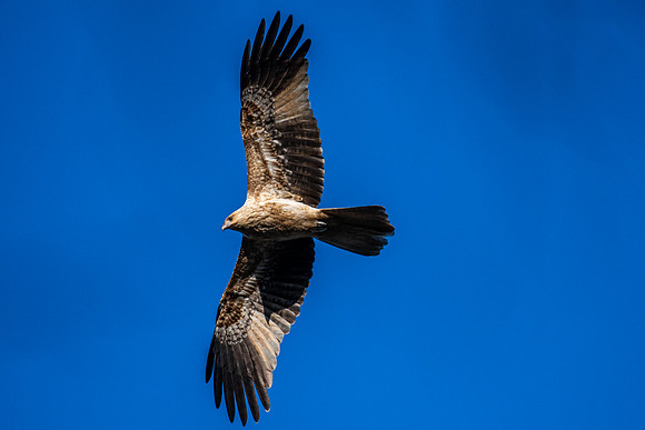 Whistling Kite