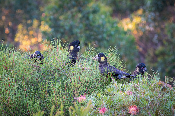 Yellow-tailed black cockatoos  2-01-2020