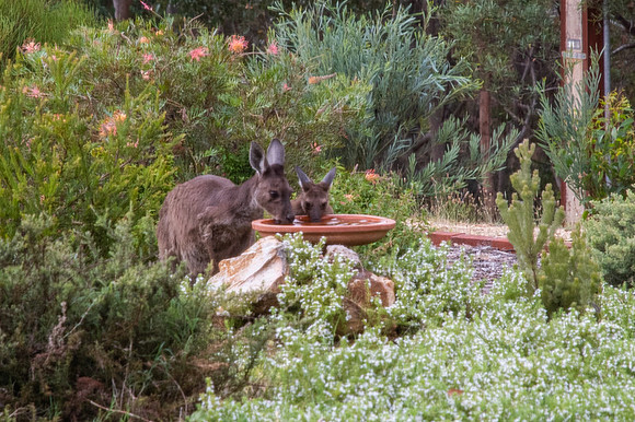 Western Grey & Joey  20-12-2019