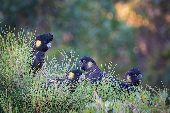 Yellow-tailed black cockatoos  2-01-2020